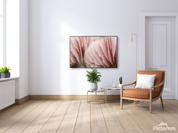 Vizualizace fotoobrazu v interiéru - Růžové Houby ve velikosti 120x80cm
