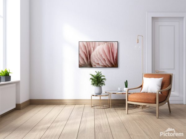 Vizualizace fotoobrazu v interiéru - Růžové Houby ve velikosti 90x60cm