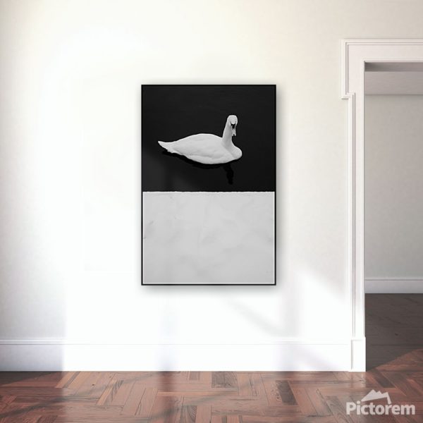 Vizualizace fotoobrazu v interiéru - Černobílá labuť ve velikosti 90x60cm